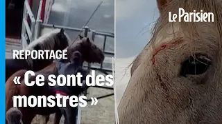 Chevaux battus et violentés à la foire de Maurs : la vidéo choc de la Fondation Brigitte Bardot
