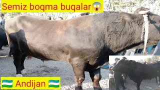 Andijan shaxrixon xoldanbek juja mol bozori semiz boqma buqalar narxi bilan tanishing 10.10.2023