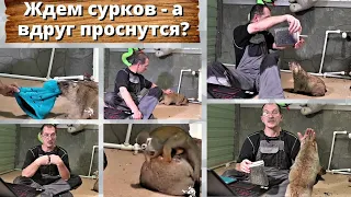 Субботний стрим. Ждем сурков - а вдруг проснутся?