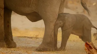 Mamma elefante protegge il suo piccolo neonato dai leoni