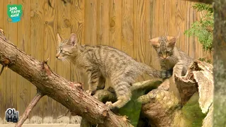 Нова оселя для лісових котів | КИЇВСЬКИЙ ЗООПАРК