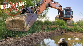 SATISFYING Removal of Beaver Dams with CASE Excavator! Side Quest