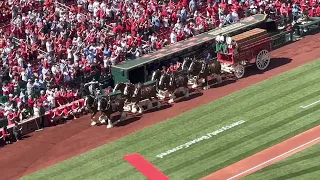 Budweiser Clydesdales at Busch Stadium St. Louis Cardinals Opening Day March 30, 2023