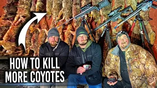 How To Kill Hundreds of Coyotes Every Year Using These Tactics