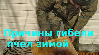 Причины гибели пчел зимой.