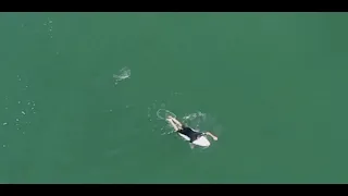 Surfer and shark in Australia