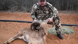Aoudad Hunt in Southwest Texas at Bashan's Ranch