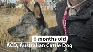 03. ACD, Australian Cattle Dog, 6 months old.