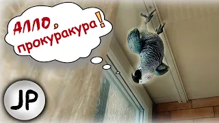 ✅ - АЛЛО, ПРОКУРАКУРА! 🤣 ЖАКО ПЕТРУНЯ ДУМАЕТ, ЧТО ОНА ЛЕТУЧАЯ МЫШЬ 🤣