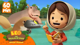 1 HOUR OF NATURE! | Leo the Wildlife Ranger | Cartoons for Kids | #compilation