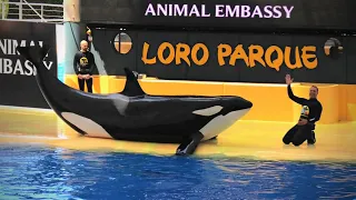 LORO PARQUE - Penguins, Orcas, Dolphins and many more