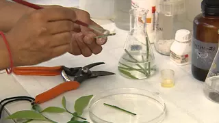 PLANT TISSUE CULTURE CSIR