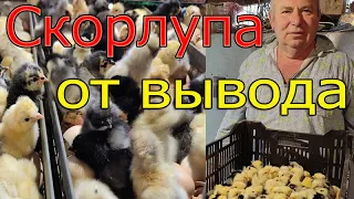 Состояние скорлупы после вывода цыплят | Что расскажет об инкубации?