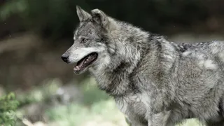 Волки чувствуют кому из людей можно доверять, а кому нет!