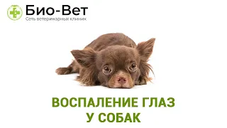 Воспаление глаз у собак // Ветеринарная клиника Био-Вет.