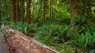 Fallen Log Among Ferns In Temperate Rainforest