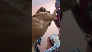 Bullet is playing  pillow fight with mom 😦😭💦👺🔥😱😩😢😢🦮.