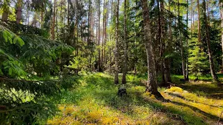 Sounds of the summer forest. Soothing birdsong for relaxation and sleep.