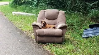 Heartbreaking:  Faithful Dog Waits, Starving But Abandoned.