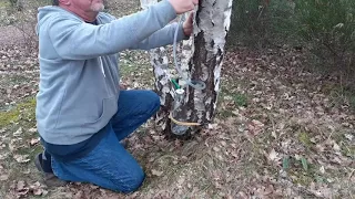 Récolter la sève de bouleau