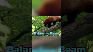 Red Pandas: Expert Tree-Climbers and Playful Acrobats | FACTS