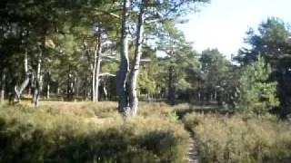 Сосновый лесок