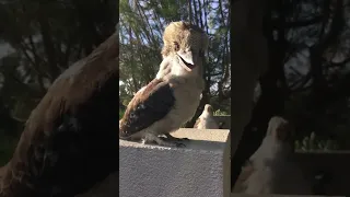 The smiling Kookaburra 😆 adorable sunbaking! #shorts #birds #kookaburra #birdlovers #youtubeshorts