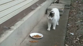 R6.4.27桶川市田崎酒店の猫さん達〜カドちゃんにお皿でご飯あげましたー(=^・^=)😻