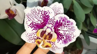 Цветущий апрель 💗 Мои орхидеи фаленопсисы
