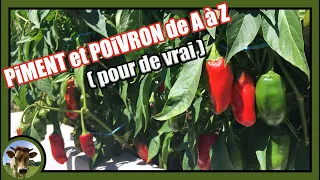 Une culture de piment (poivron) de A à Z 🌶 Semis terrine, transplantation godet, plantation, poudre