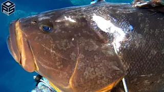 PESCASUB Cernia +10kg in 5m Pesca Subacquea nel Sottocosta - SPEARFISHING Grouper 2023