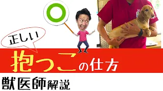 獣医師解説【正しい抱っこの仕方】動画を用いて解説