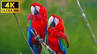 Macaw Parrots 4K - Relaxing Music With Colorful Birds In The Rainforest - 4K Video ULTRA HD