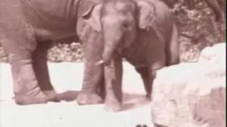 Rolo Elephant TV Advert