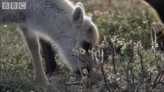 Wolves hunting Caribou Planet Earth BBC wildlife -2017