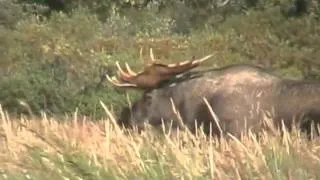 RECORD BULL MOOSE Encounters GRIZZLY, alaska trophy moose brown bears, versus, vs - YouTube.flv