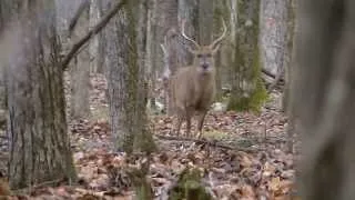 Morning Hunt in Alabama