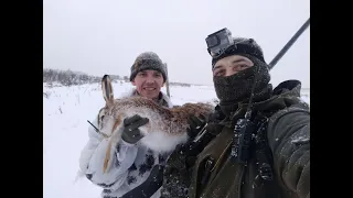 Удачная охота на зайца в подмосковье! Вытропили русака! Трофей добыт!