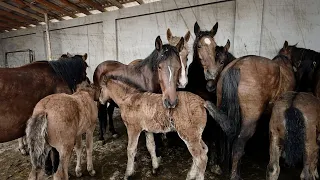 ОТ БОЗОР! HORSE MARKET! PFERDEMARKT! КОННЫЙ РЫНОК! PASAR KUDA!