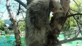 Climbing Trees to Rescue an Injured Critter | Call of the Wildman