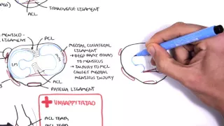 Clinical Anatomy - Knee mensicus and knee joint
