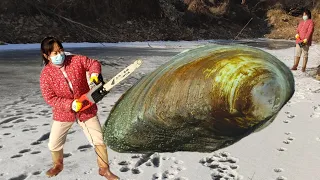 Pearl oysters on the glacier, using a chain saw to open the pearls