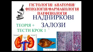 Готуємось до КРОК 1 разом! Анатомія/Гістологія/Фізіологія/Патфіз. Наднирники: теорія +тести КРОК 1.