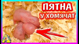 На Кого Похожи Хомячата? Откуда Пятна? 2й день жизни Хомячат / Alisa Easy Pets