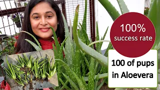 🔴5 TIPS TO SAVE DYING ALOEVERA,PUPS PROPAGATION /एलोवेरा को घना करें/#aloevera #gardening  #plants