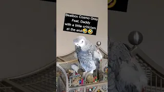 Come on Daddy, do it right🤣#africangrey #animals #birds #parrots #pets #fyp #cute #lol #shorts #fun