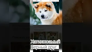 🐶Хатико:самый верный друг🐶mini-clip🖤