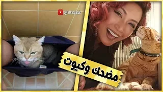 قطط مضحكة جداً - اضحك مع القطط حتي البكاء 😂 #7 (NEW)