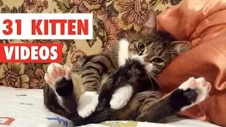 31 Cute Cats | Funny Cat Video Compilation 2017