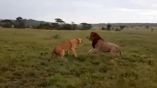 Male lion kicking his son out of his pride